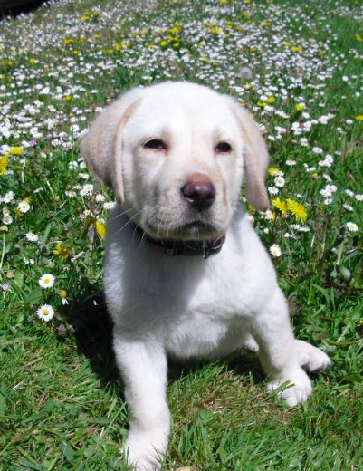 Pancho con dos meses y medio